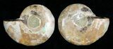 Small Desmoceras Ammonite Pair #5320-1